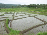 bali_ricefield