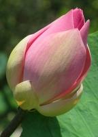 lotus_bud