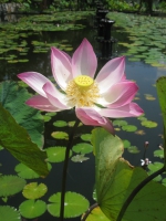 lotus_flower