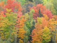 fall-leaves-new-brunswick-canada