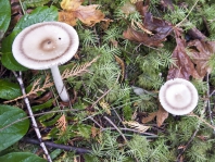 Forest Mushrooms