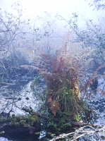 Swamp Ferns