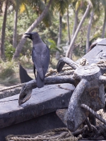 Crow on Anchor