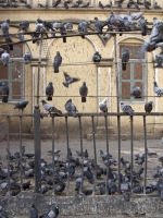 Pigeons