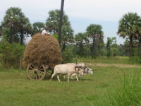 oxcart