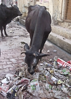 Cow and Garbage.jpg