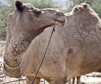 Pushkar Camel