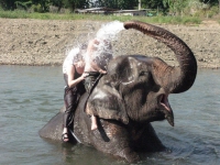 elephant-shower-pai-thailand