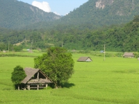 rice_field