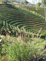 tea-field-mae-salong-thailand