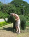 topiary_elephant