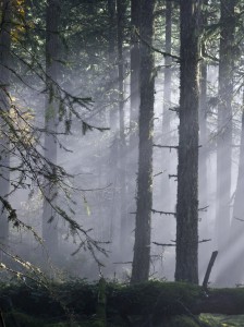 Sunlight filters through trees and fog in the forest.