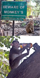 A monkey drinks a bottle of juice stolen from Faye.