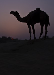 A camel grazes at sunset.